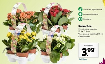 Lidl Kalanchoe offerta
