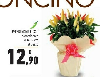 Conad Superstore Piante offerta