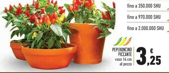 Conad Superstore Piante offerta