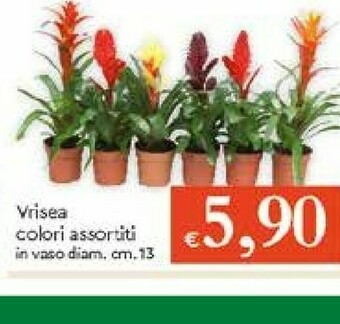 Galassia Piante offerta