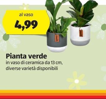 ALDI Pianta verde offerta