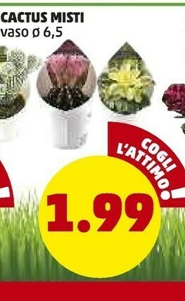 Cactus Misti