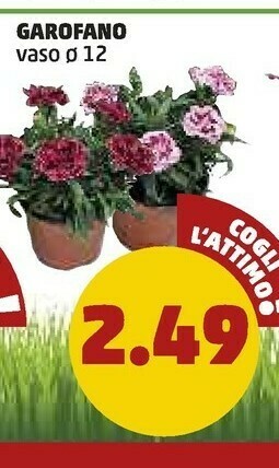 PENNY Zucchine offerta
