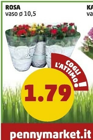 PENNY Carote offerta