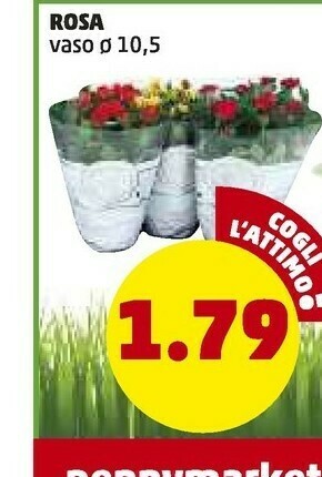 PENNY Rosa offerta