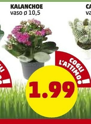 PENNY Kalanchoe offerta