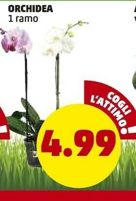 PENNY Orchidea offerta