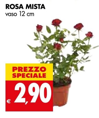Tigros Rosa Mista vaso 12 cm offerta