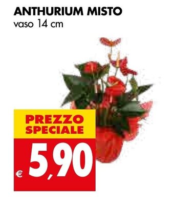 Tigros Anthurium Misto vaso 14 cm offerta
