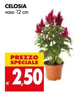 Tigros Celosia vaso 12 cm offerta