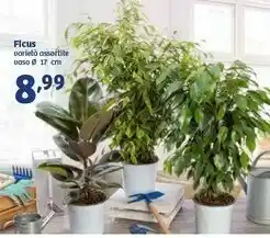 In'S Mercato Ficus Vaso offerta