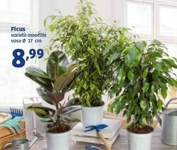 In'S Mercato Ficus Vaso offerta