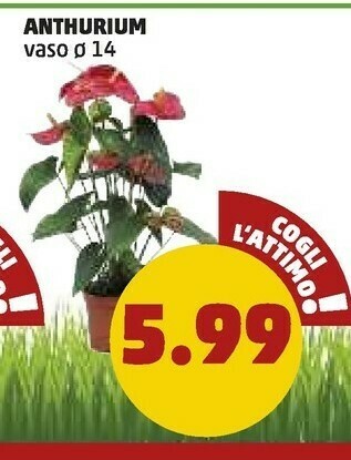 PENNY Anthurium offerta