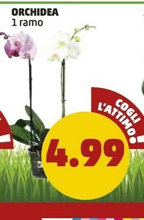 PENNY Orchidea offerta