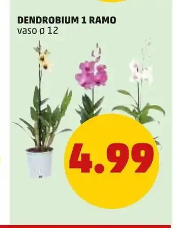 PENNY Dendrobium 1 ramo offerta