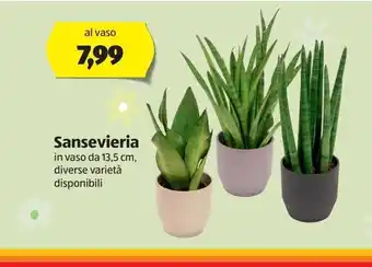 ALDI Sanseveria offerta