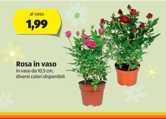ALDI Rosa in vaso offerta