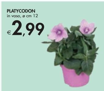 Bennet Platycodon offerta