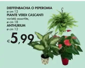 Bennet Dieffenbachia o peperomia cm 12 - piante verdi cascanti varietà assortite cm 18 - anthurium cm 12 offerta