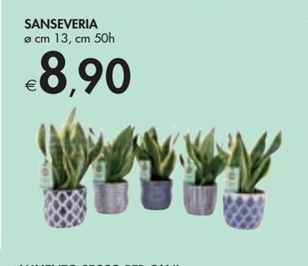 Bennet Sanseveria offerta