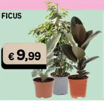 Ficus