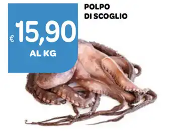 Ekom Polpo Di Scoglio offerta