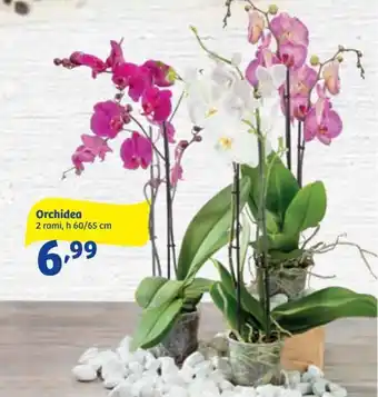 In'S Mercato Orchidea offerta