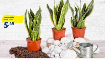 Sansevieria