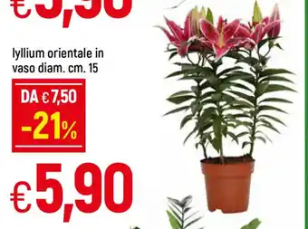Galassia Lyllium orientale in vaso diam. cm.15 offerta