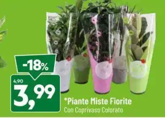 DPiù Piante Miste Fiorite Con Coprivaso Colorato offerta