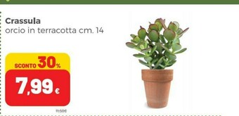 Coop Piante offerta