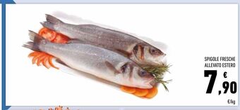 Spigole fresche allevato estero