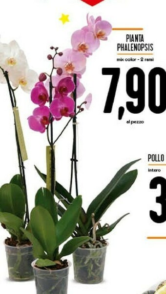 Conad Pianta Phalenopsis offerta