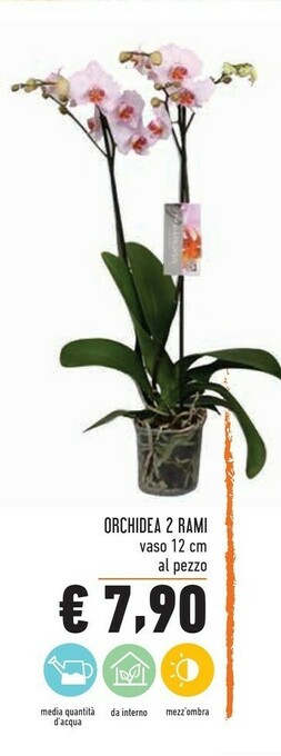 Conad Orchidea 2 Rami offerta