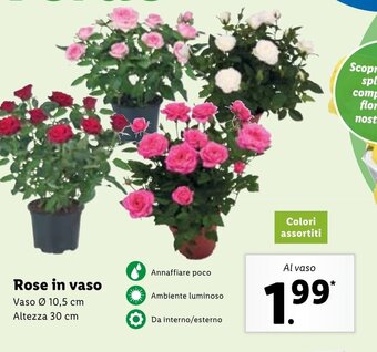 Lidl Rose in vaso offerta