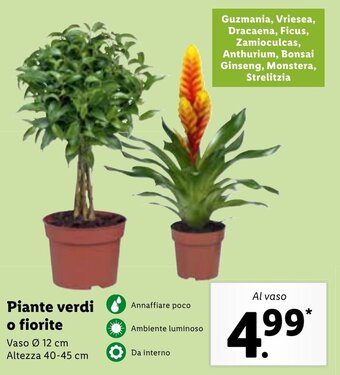 Lidl Piante verdi o fiorite offerta