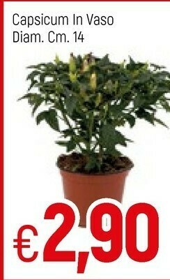 Famila Philips Capsicum In Vaso offerta