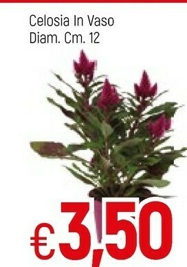 Famila Celosia In Vaso offerta