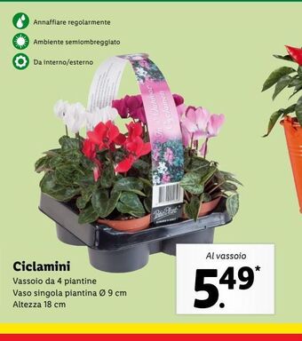 Ciclamini
