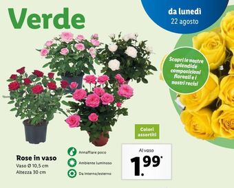 Lidl Rose in vaso offerta