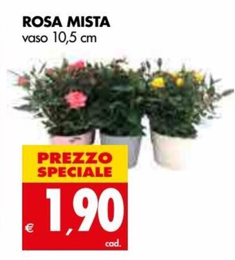 Tigros Rosa Mista vaso 10,5 cm offerta