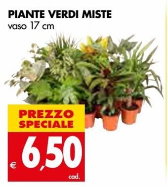 Tigros Piante Verdi Miste vaso 17 cm offerta