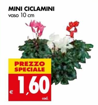 Tigros Mini Ciclamini vaso 10 cm offerta