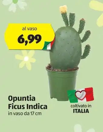 ALDI Opuntia ficus indica offerta