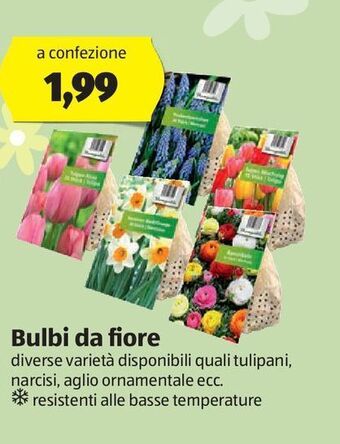 ALDI Bulbi da fiore offerta