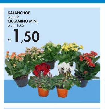 Bennet Kalanchoe offerta