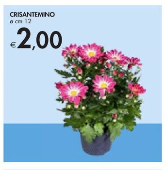 Crisantemino
