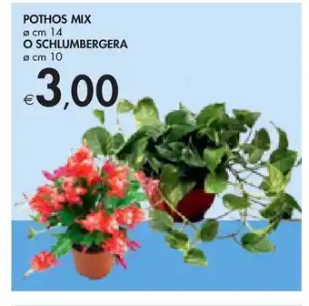 Bennet Pothos mix offerta