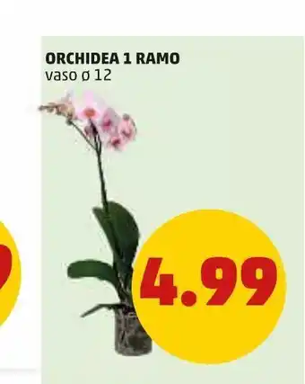 PENNY Orchidea 1 ramo vaso 12 offerta
