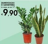 Bennet Zamioculcas/ Sanseveria offerta